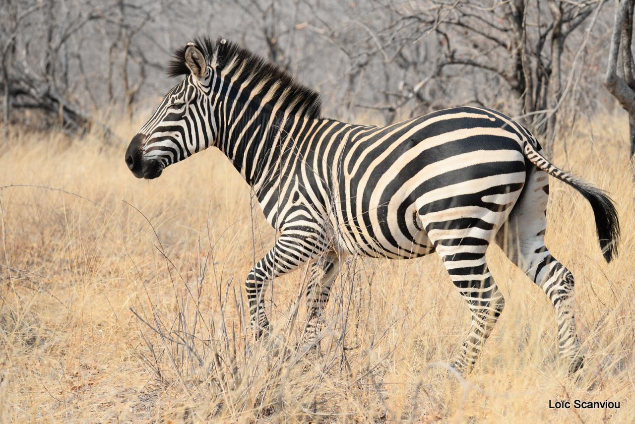 Zèbre/Zebra (9)