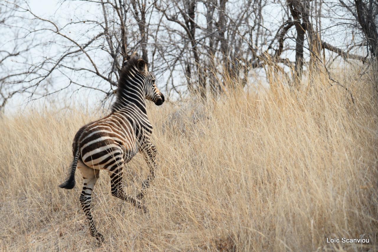 Zèbre/Zebra (10)