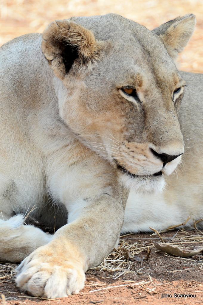 Lion (37)