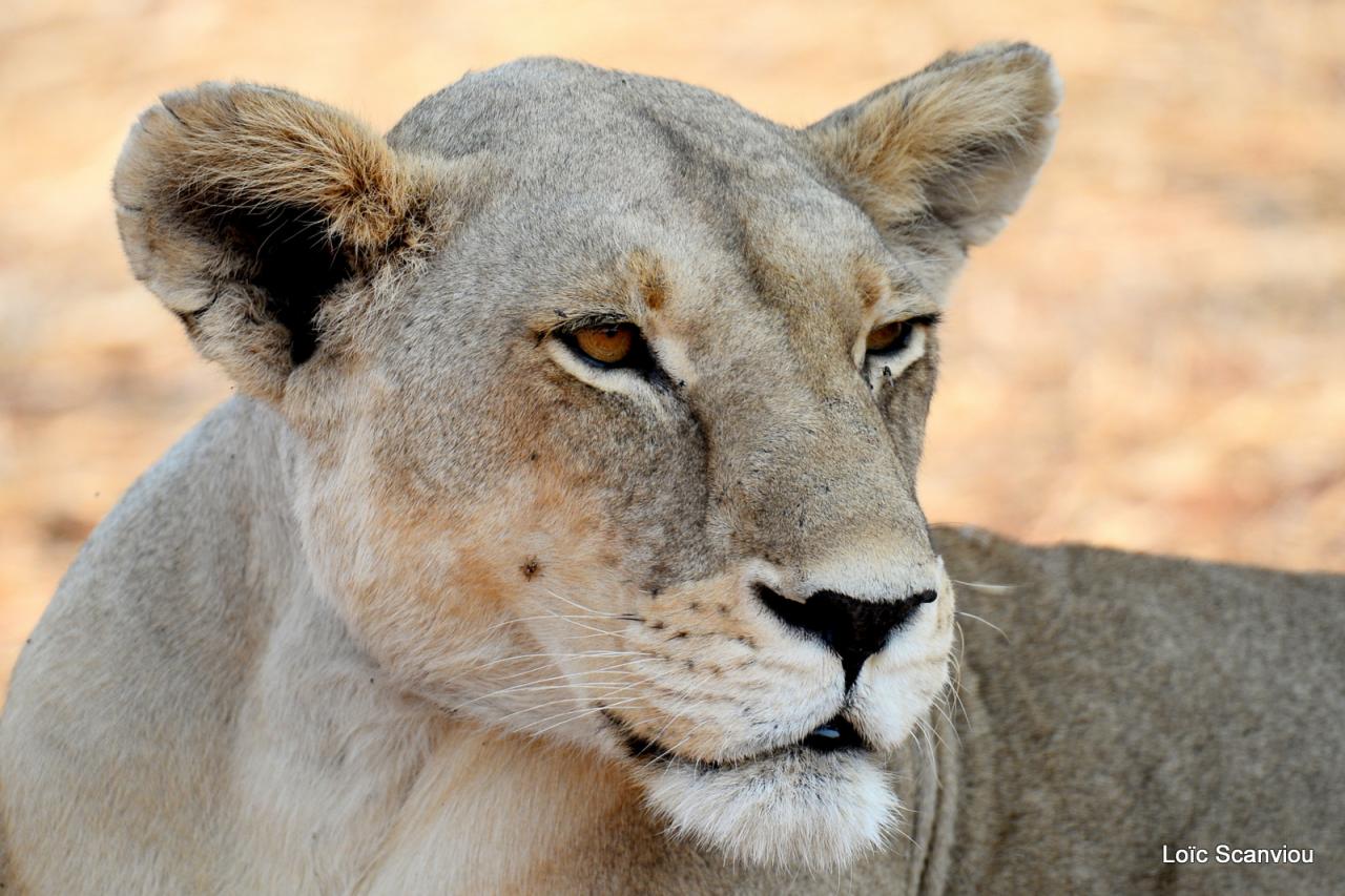 Lion (38)