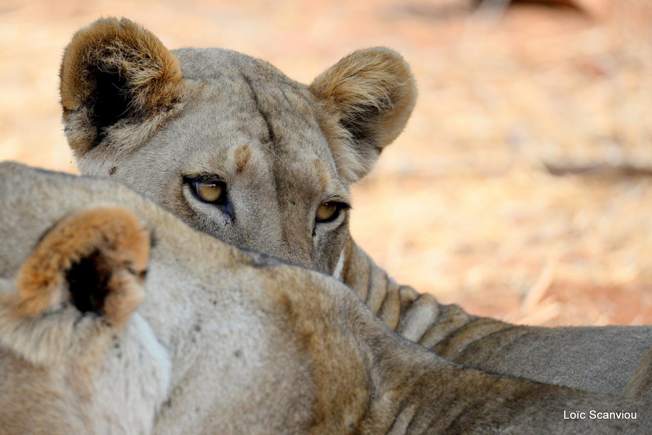 Lion (39)