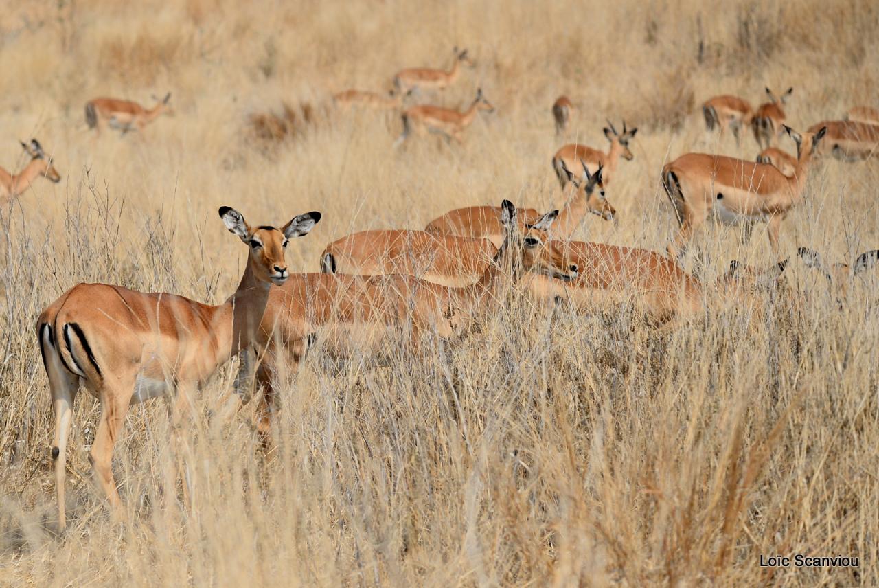 Impala (9)
