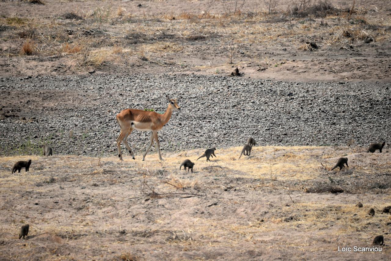 Impala et mangoustes