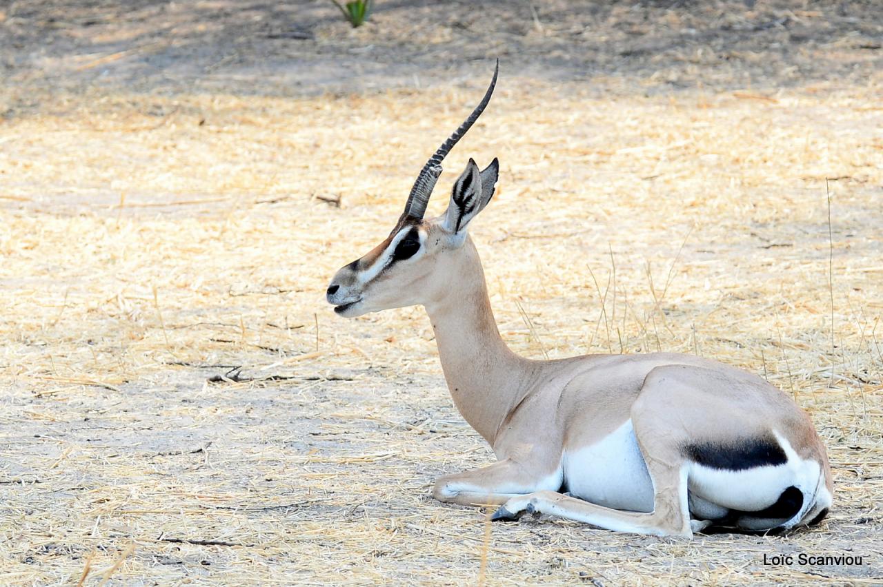 Gazelle de Grant (1)