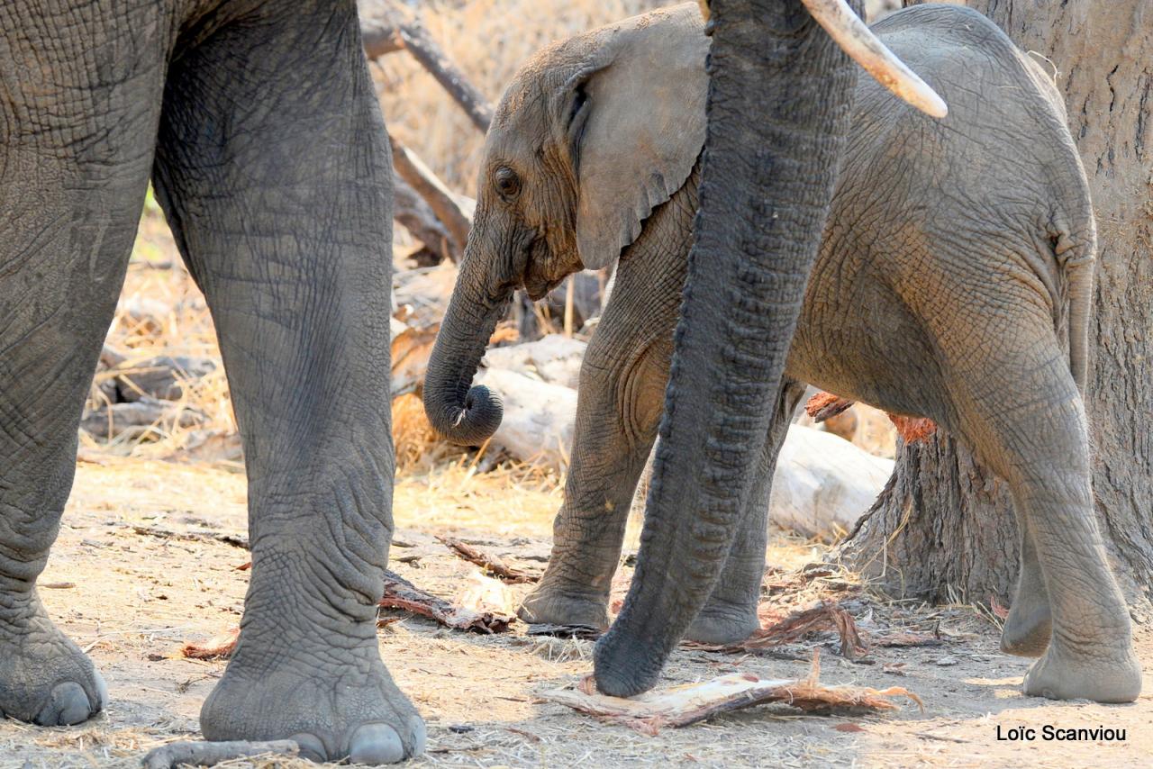 Eléphant (86)