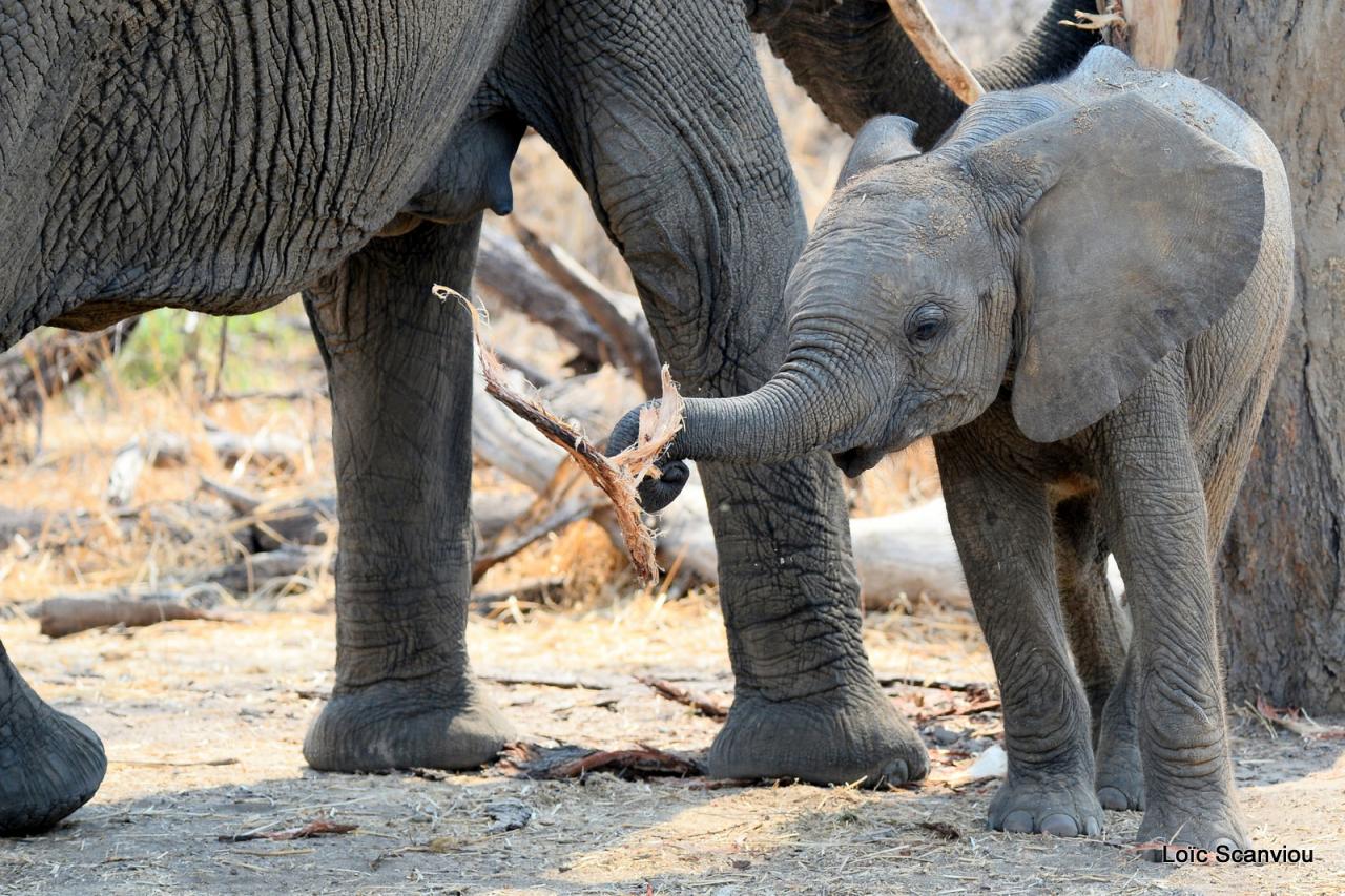 Eléphant (87)
