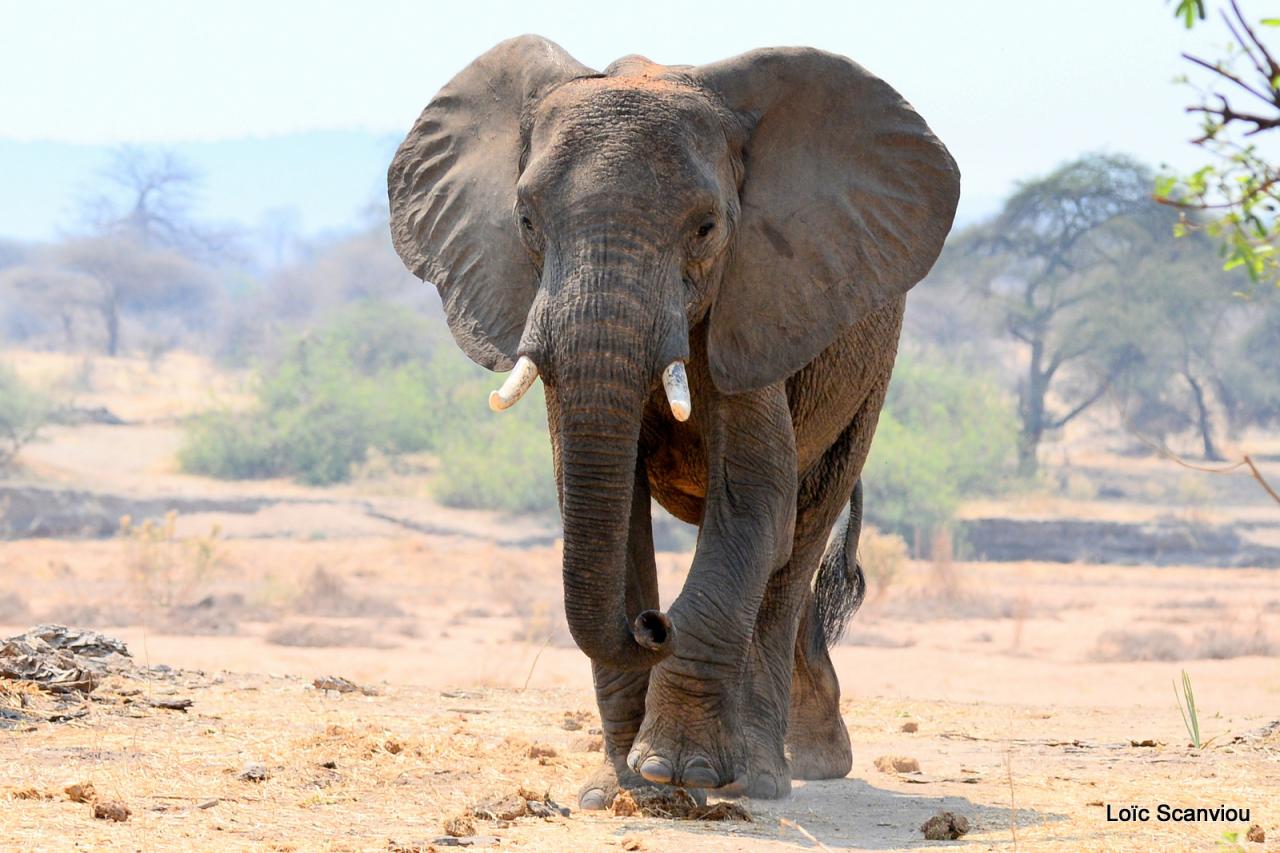 Eléphant (88)