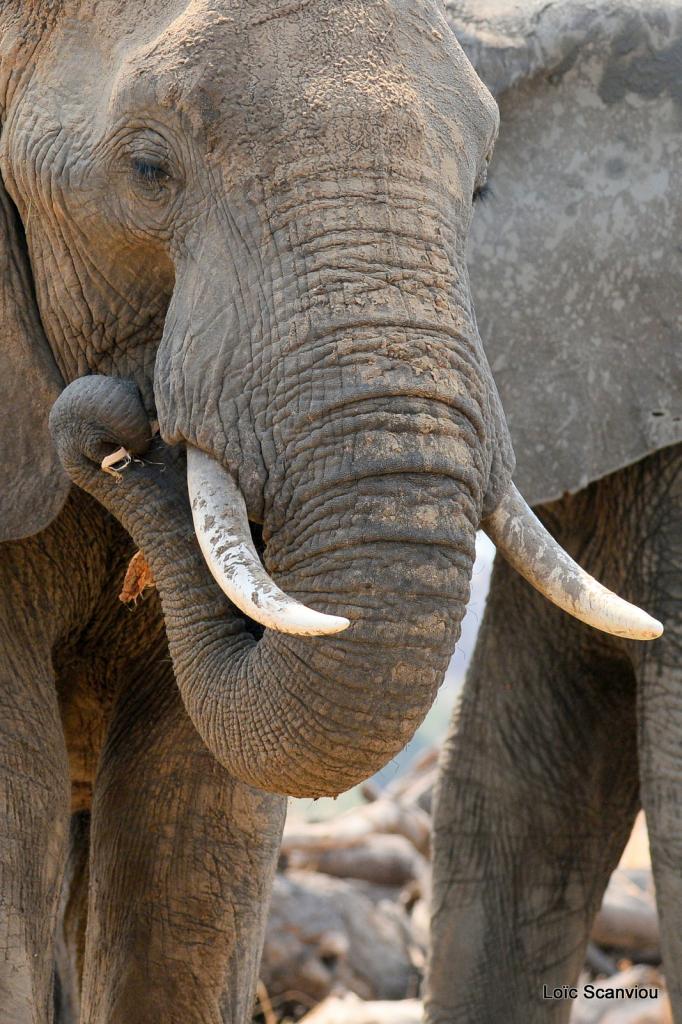 Eléphant (89)