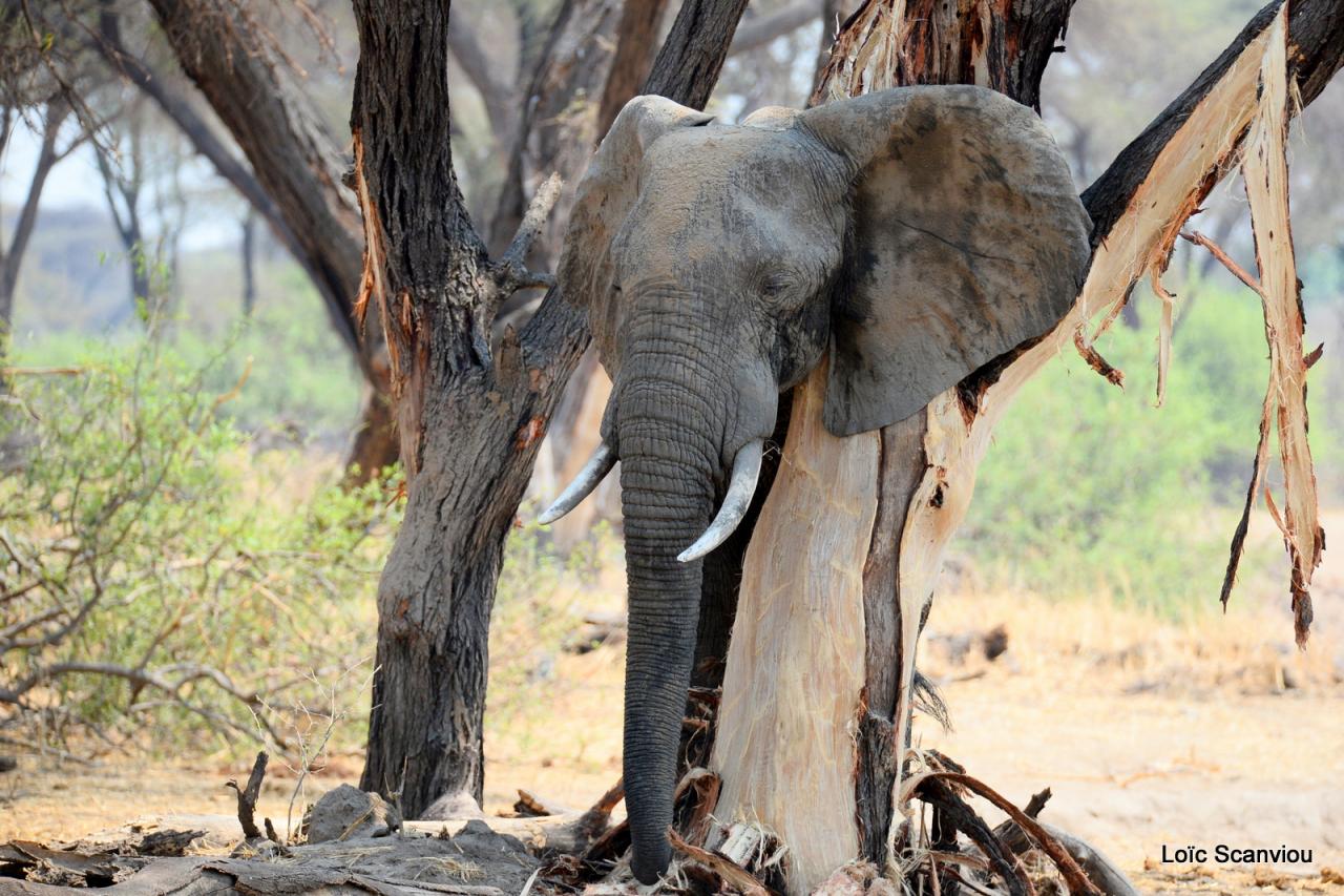 Eléphant (92)
