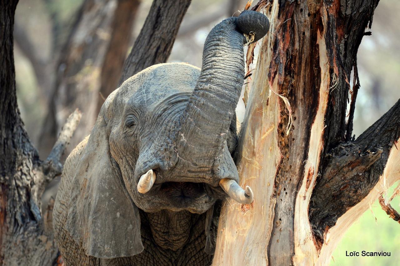 Eléphant (93)