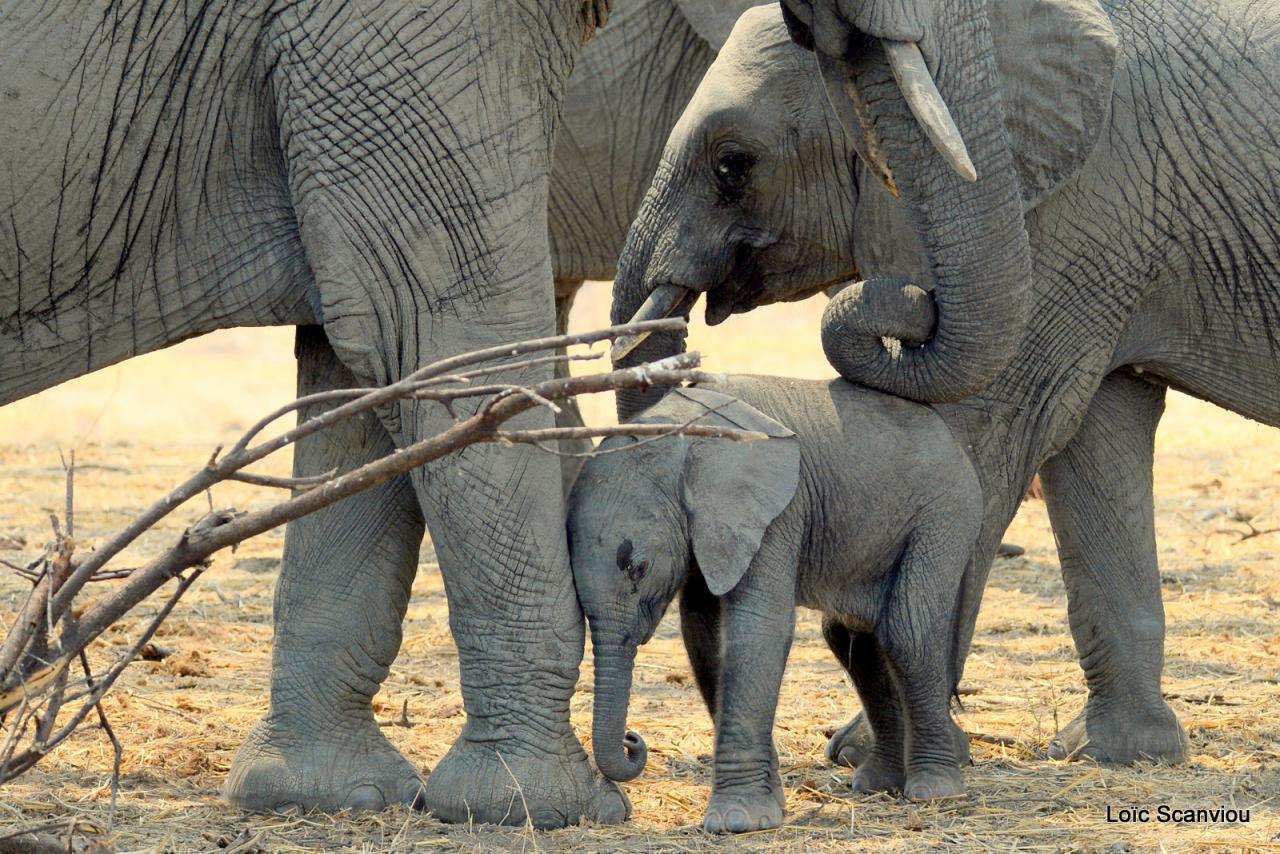 Eléphant (95)