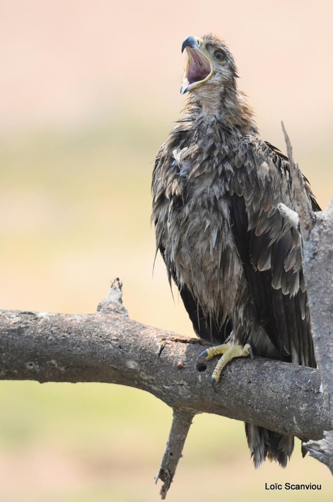 Ruaha octobre 2017 (309)
