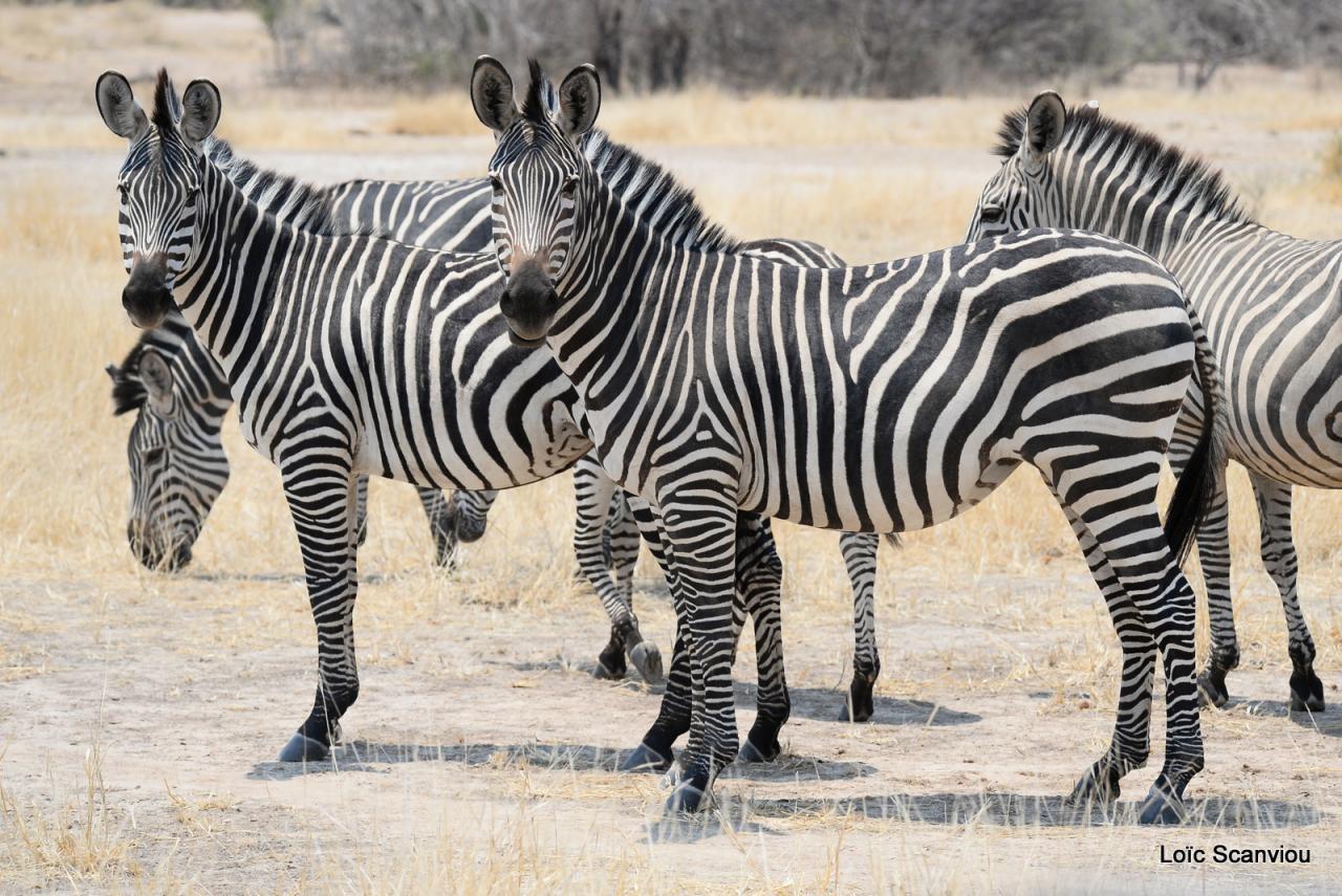 Zèbre/Zebra (11)