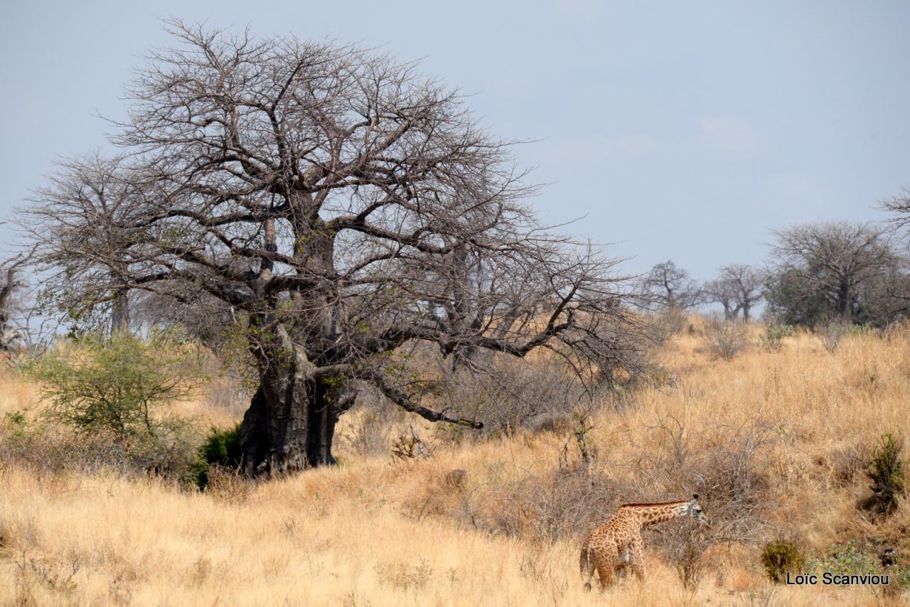 Baobab/Baobab Tree (2)