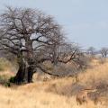 Baobab/Baobab Tree (2)