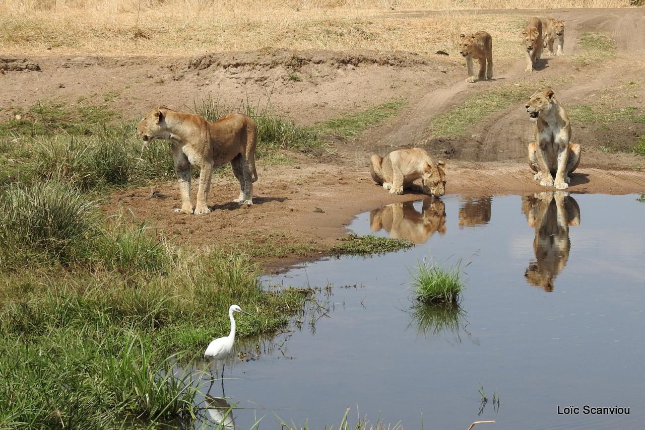 Lion (4)