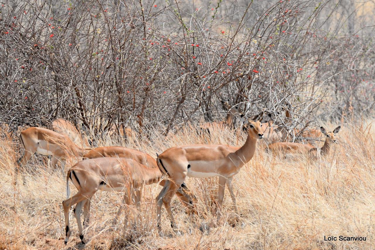 Impala (1)