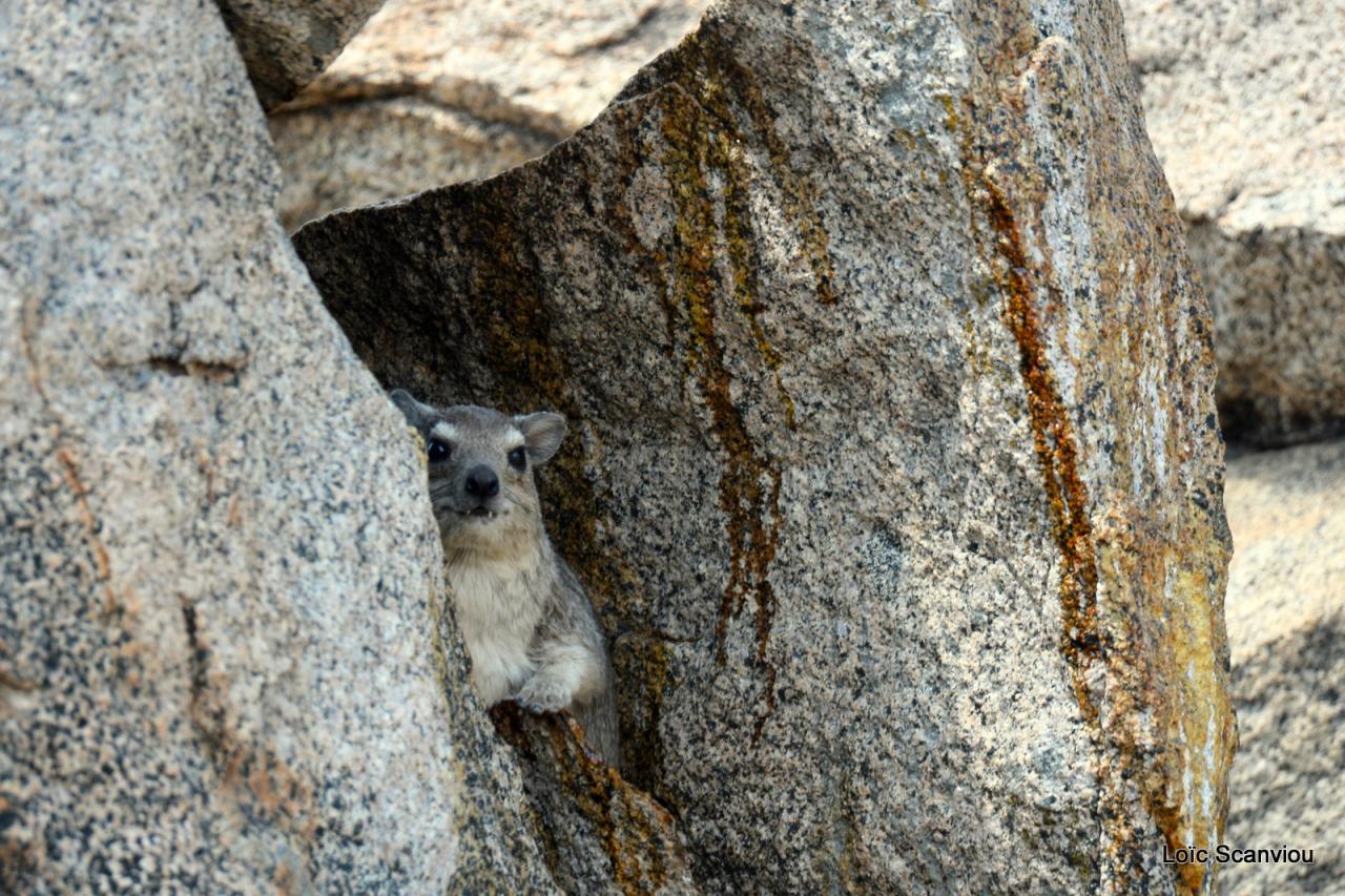 Daman/Hyrax (1)