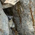 Daman/Hyrax (1)