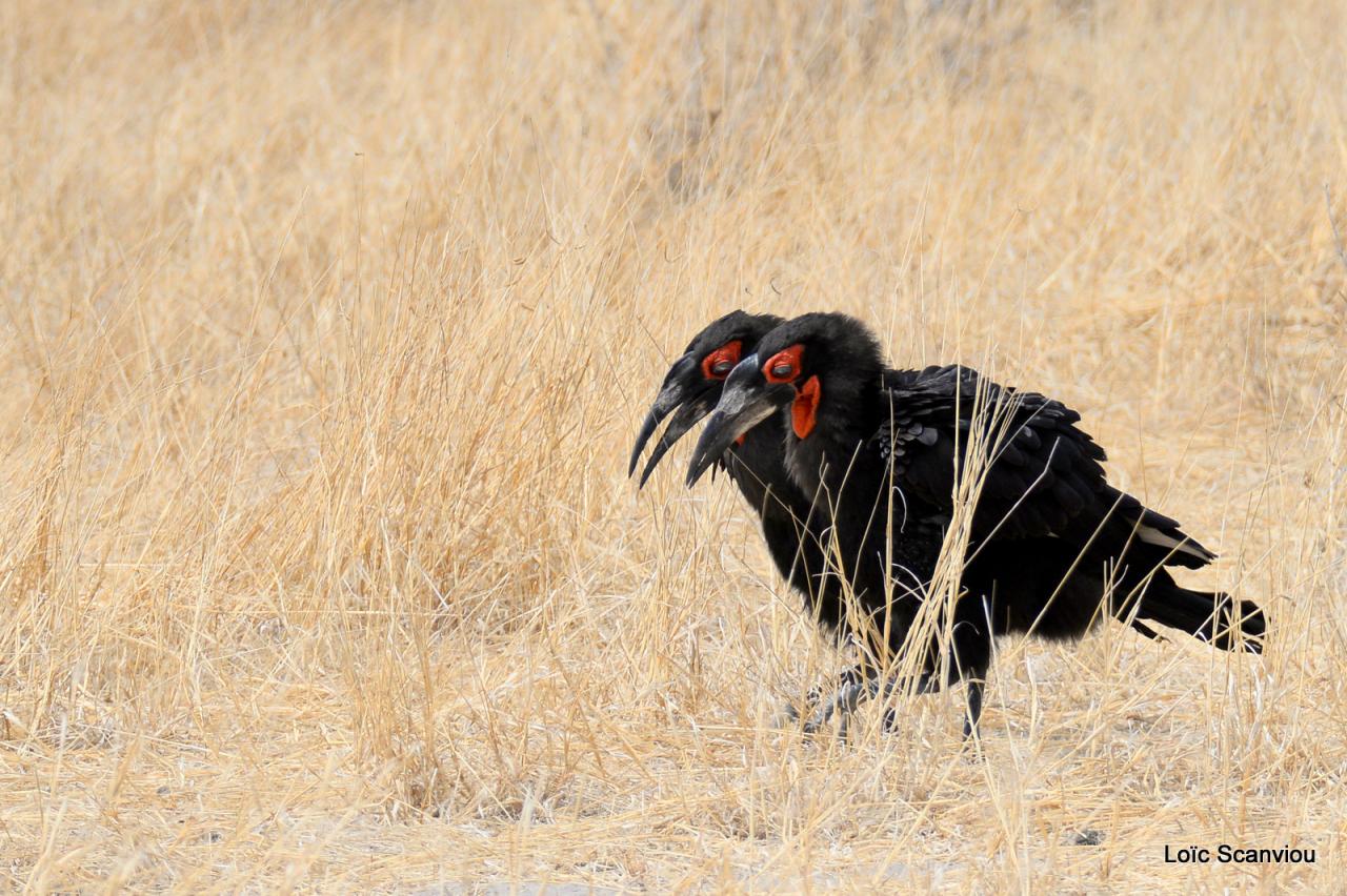 Bucorve/Ground Hornbill (1)