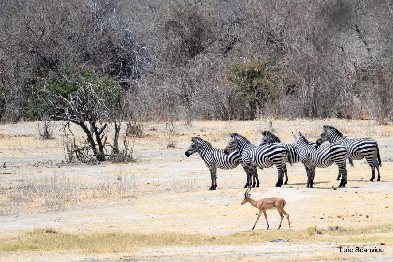 Zèbre/Zebra (3)