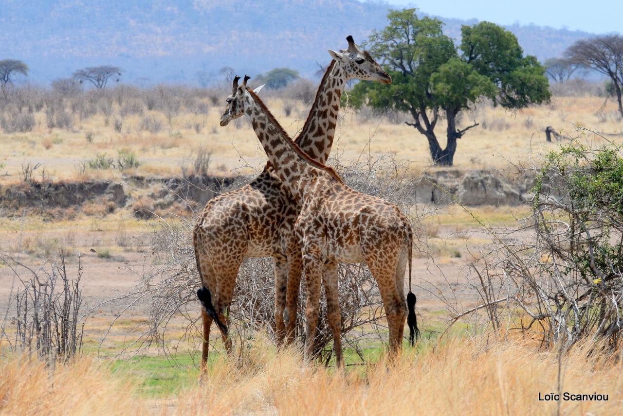 Girafe/Giraffe (2)