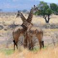 Girafe/Giraffe (2)