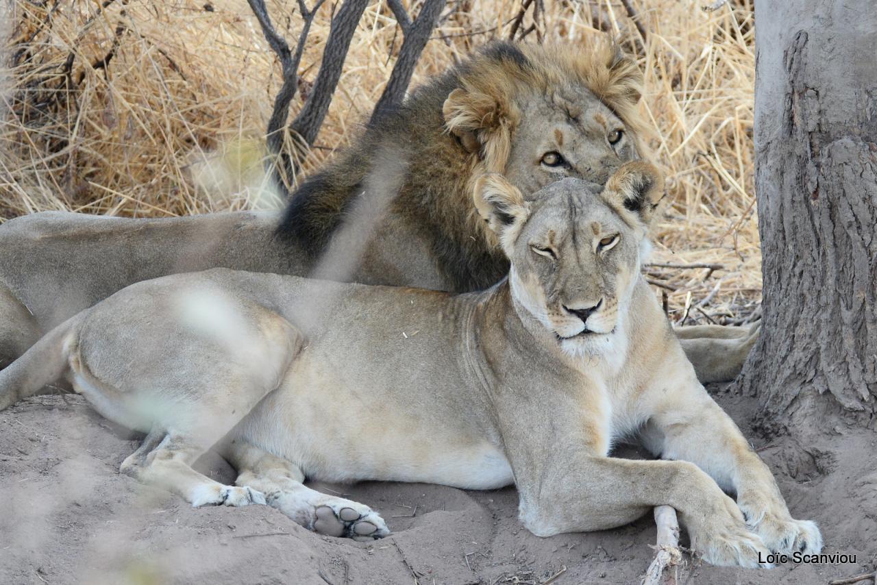 Lion (19)
