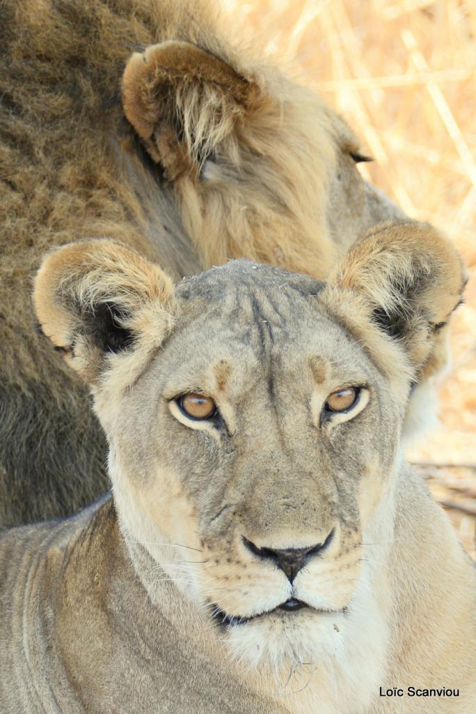 Lion (20)