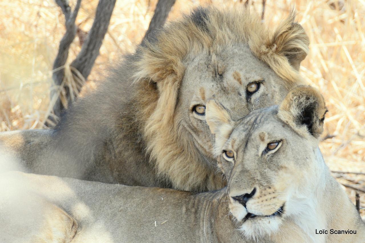 Lion (21)