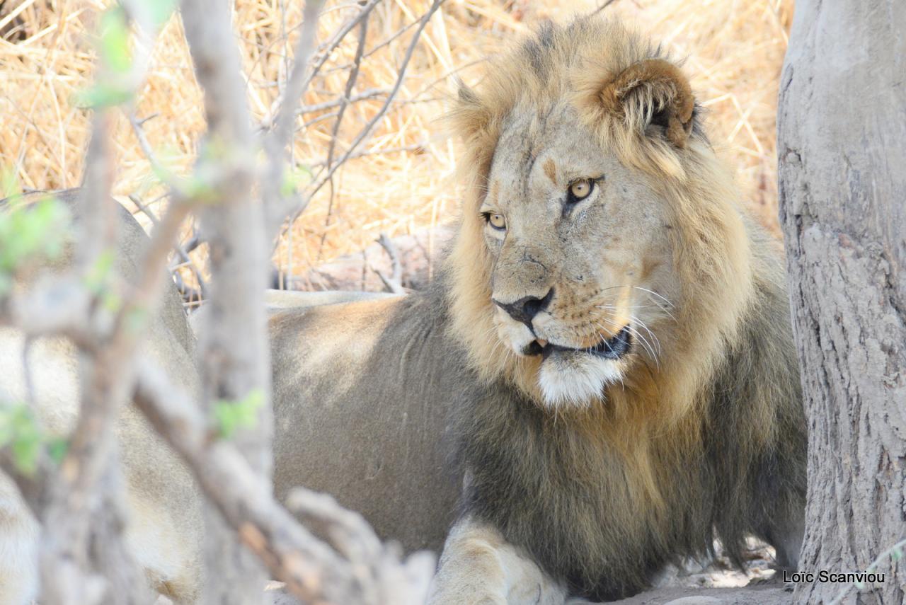 Lion (22)