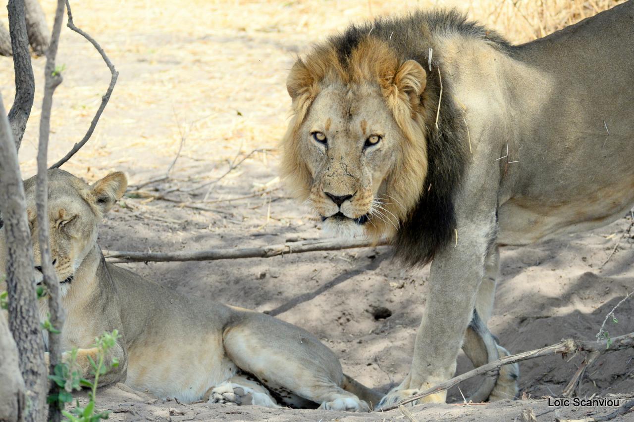 Lion (23)