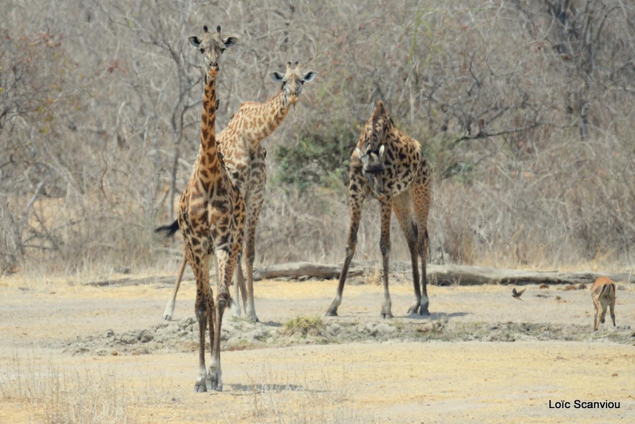 Girafe/Giraffe (8)