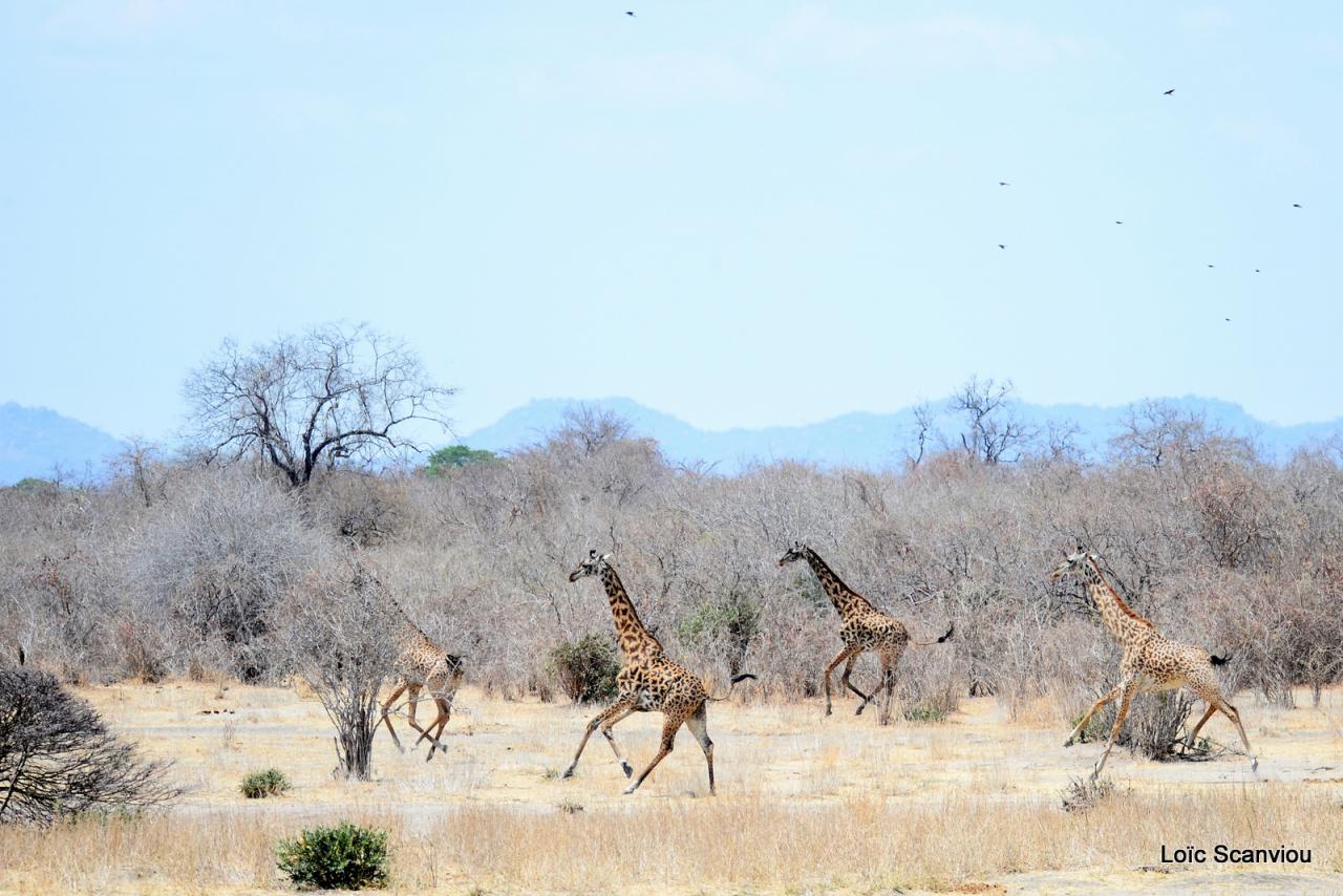 Girafe/Giraffe (9)