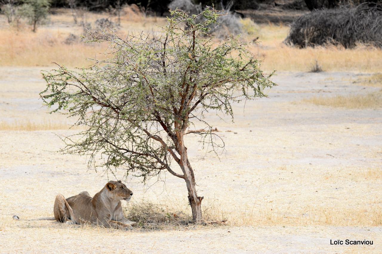 Lion (24)