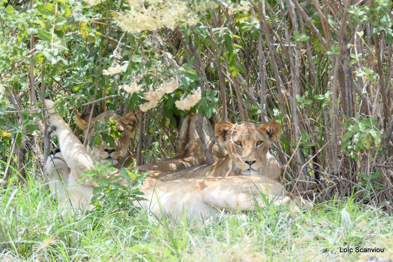 Lion (25)