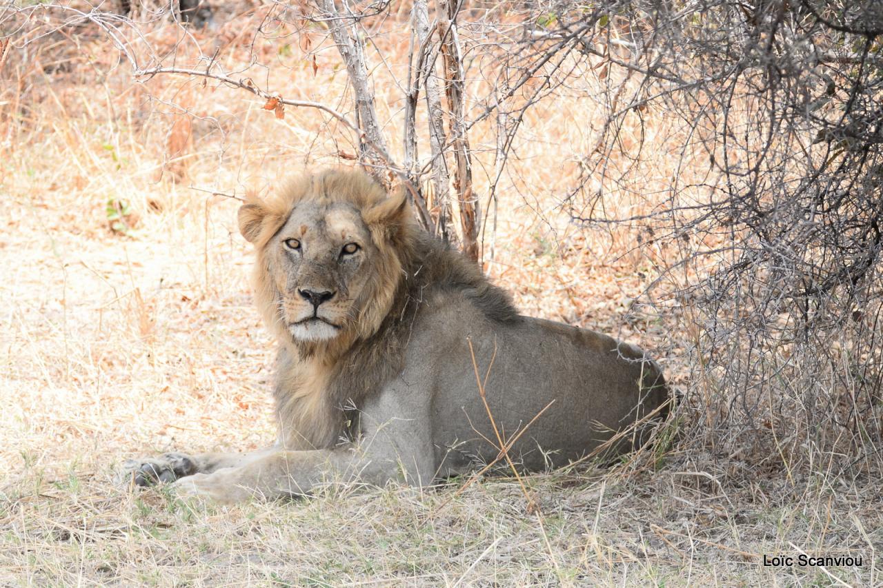 Lion (26)