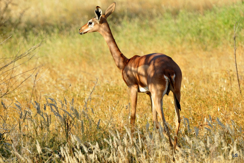 Gazelle de Waller/Gerenuk (3)