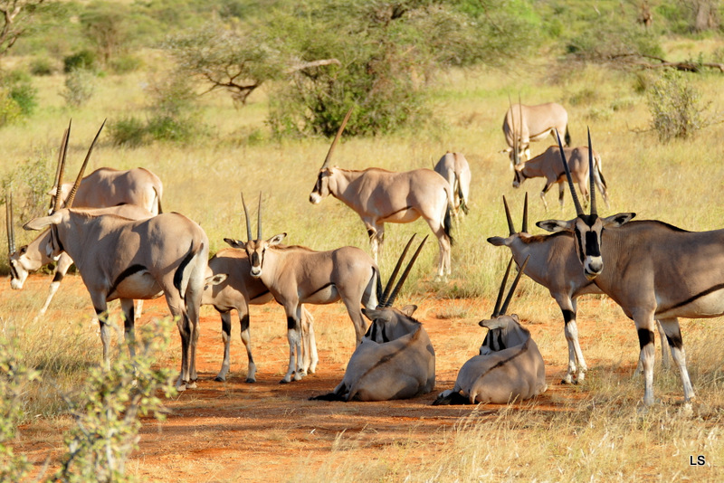Oryx beïsa/Beisa Oryx (3)