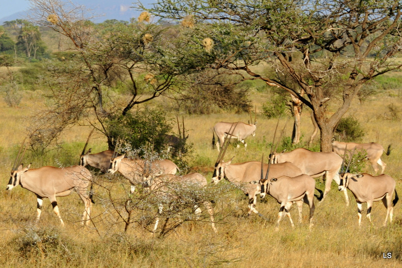 Oryx beïsa/Beisa Oryx (5)