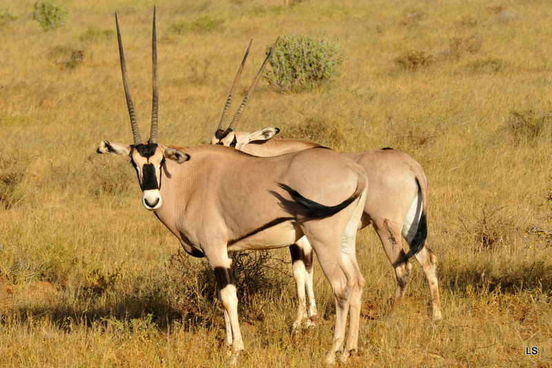 Oryx beïsa/Beisa Oryx (6)