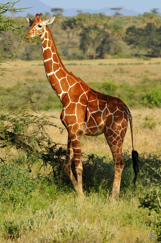 Girafe réticulée/Reticulated Giraffe (12)