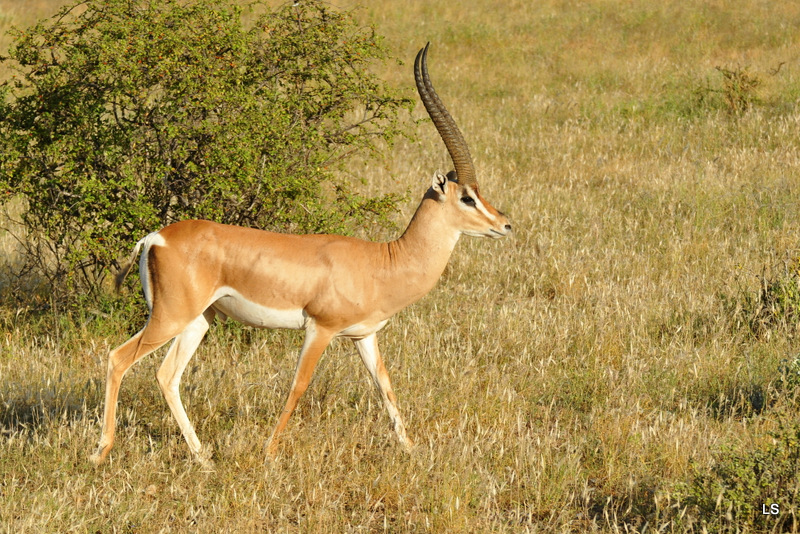 Gazelle de Bright/Bright's Gazelle (1)
