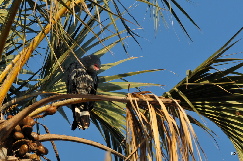 Gymnogène d'Afrique/African Harrier-Hawk (1)