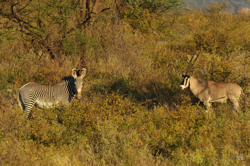 Zèbre et oryx