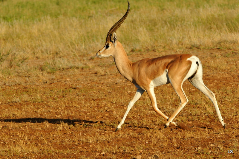 Gazelle de Bright/Bright's Gazelle (2)