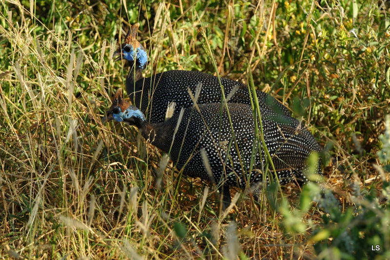 Pintade de Numidie/Helmeted Guineafowl (1)