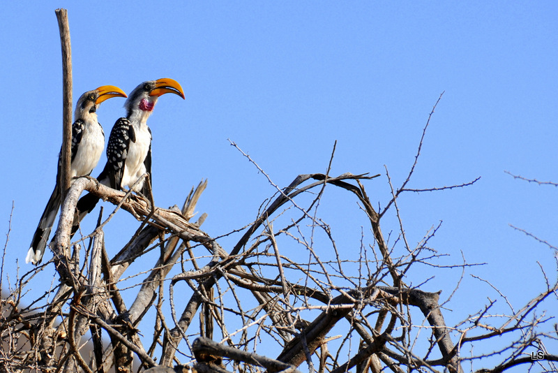 Calao à bec rouge/Red-billed Hornbill (1)
