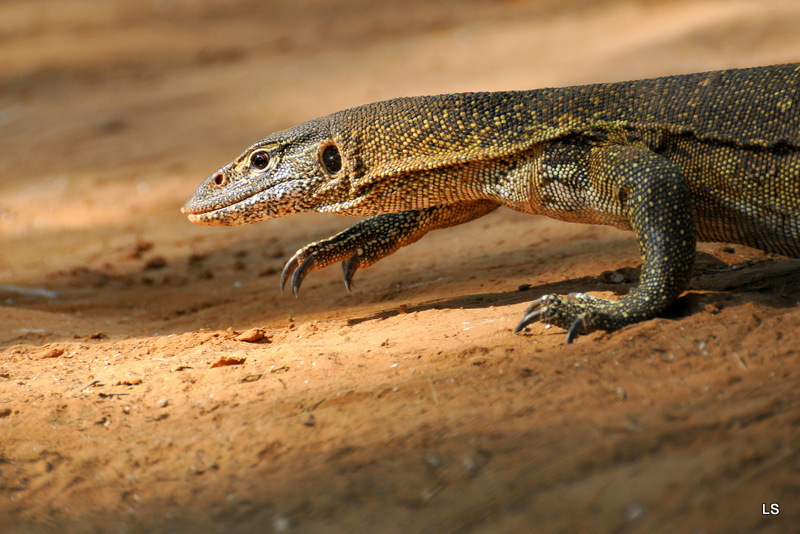 Varan du Nil/African monitor (4)