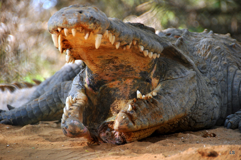 Crocodile (11)